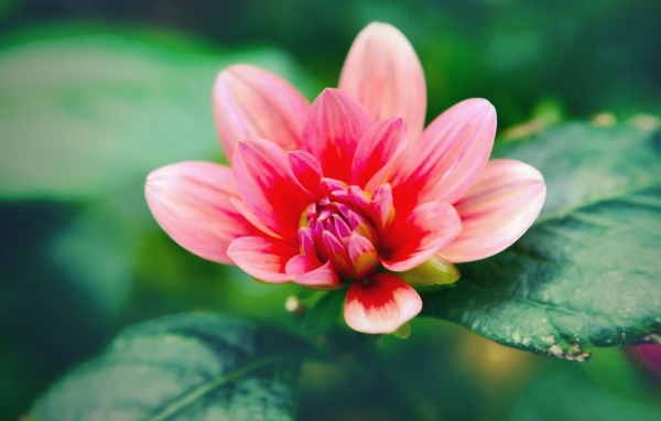 Розовый распускающийся цветок георгина с зелеными листьями