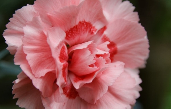 Розовая гвоздика крупным планом