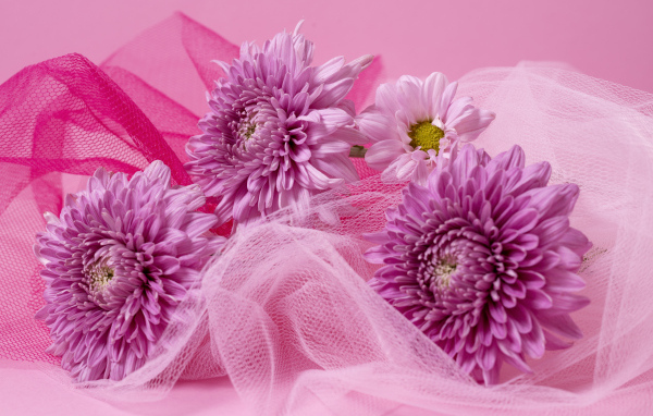 Розовые хризантемы и вуаль на розовом фоне