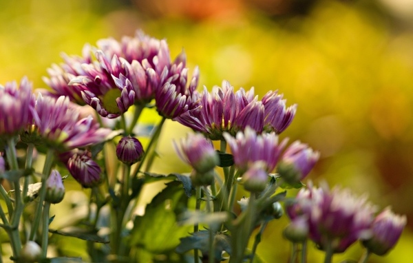 Розовые распускающиеся хризантемы на клумбе