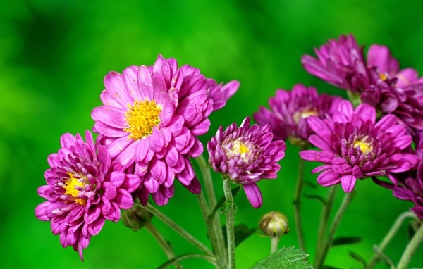 Розовые  хризантемы на зеленом фоне