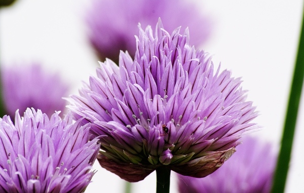 Розовые цветы декоративного лука крупным планом