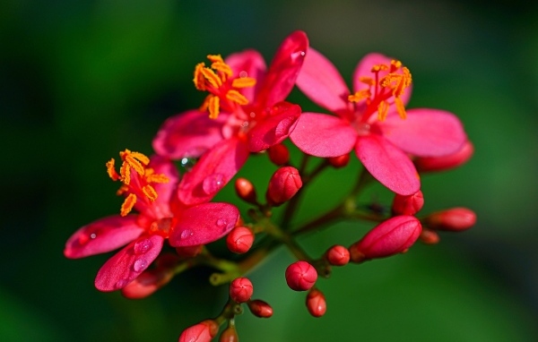 Розовые цветы на ветке на зеленом фоне