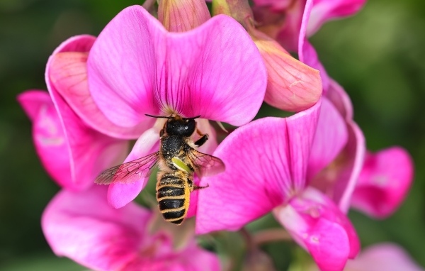 Розовые цветы с пчелой крупным планом