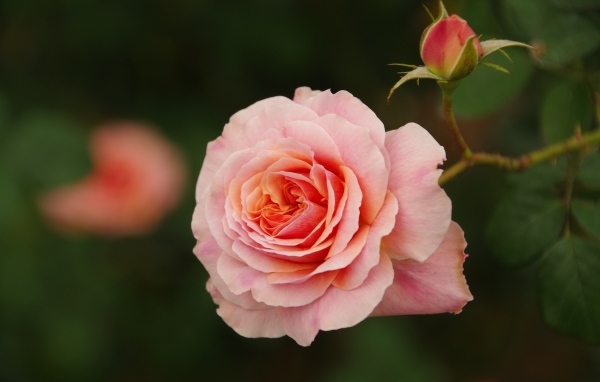 Розовая ароматная роза с бутоном 