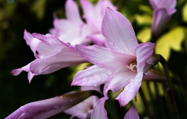 Розовые садовые лилии в каплях росы крупным планом