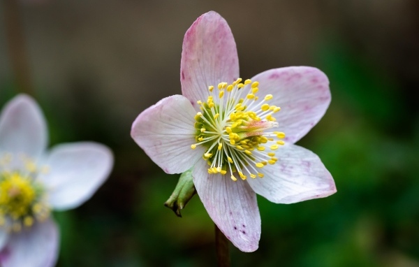 Розовый цветок морозник крупным планом