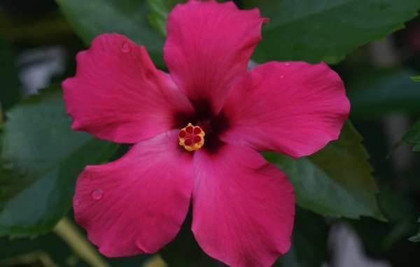 Розовый гибискус вид сверху