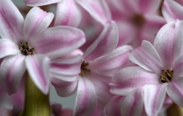 Розовые цветы гиацинта крупным планом