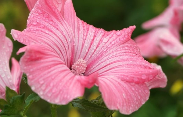 Розовый цветок лаватера