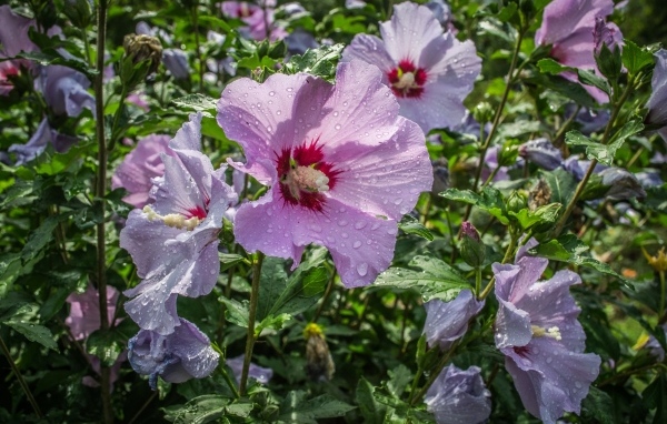 Розовые цветы лаватера в каплях воды