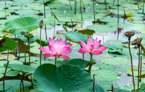 Розовые лотосы с большими зелеными листьями в воде