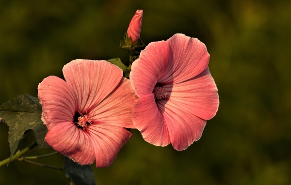 Розовые мальвы в лучах солнца