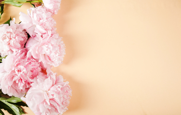 Розовые пионы на бежевом фоне,  шаблон 