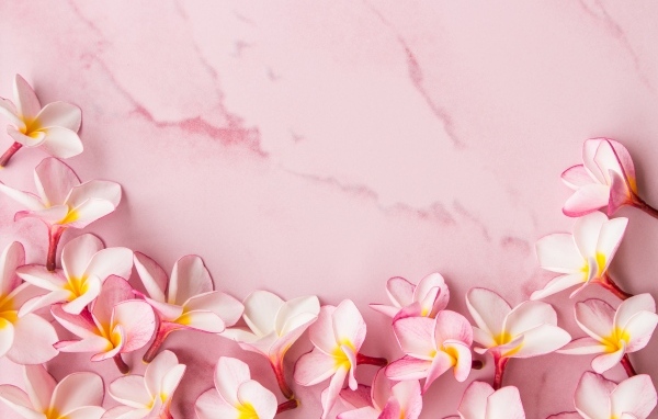 Розовые цветы плюмерии на розовом фоне