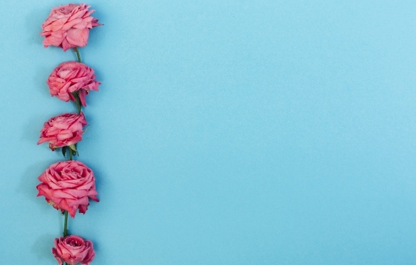Розовые цветы розы на голубом фоне