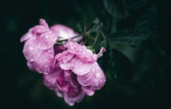 Розовая роза в каплях росы крупным планом