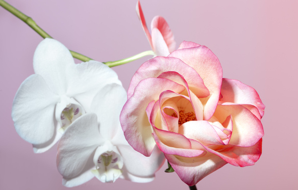 Розовая роза с белыми цветы орхидеи на розовом фоне
