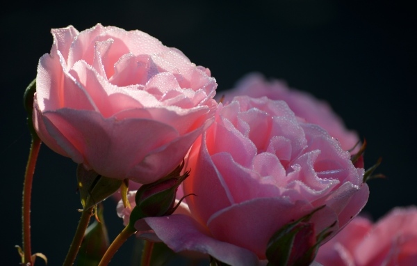 Розовые розы с бутонами с мокрыми лепестками