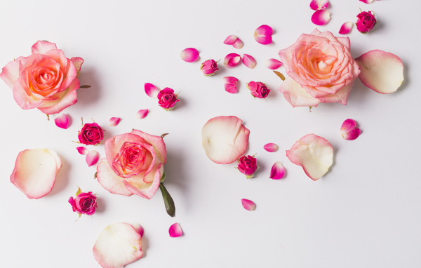 Розовые розы с лепестками на сером фоне