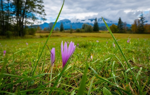 Розовые цветы шафрана на поле весной