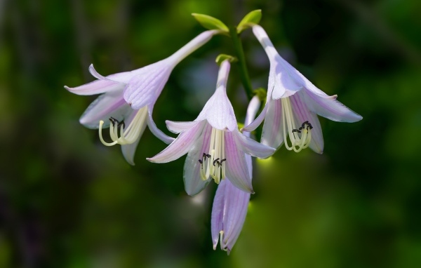 Розовые маленькие садовые лилии на ветке