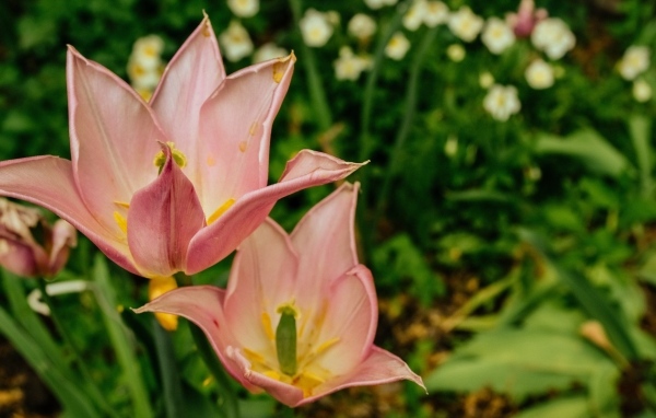 Розовые тюльпаны на клумбе крупным планом