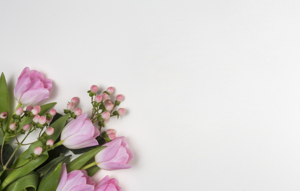 Розовые тюльпаны на сером фоне, шаблон для открытки