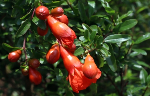 Цветы граната на ветке с зелеными листьями