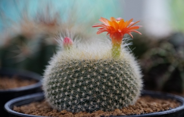 Колючий кактус в горшке с цветами