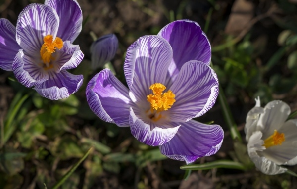 Фиолетовые и белые крокусы в лучах солнца