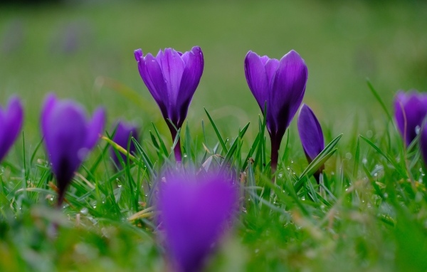 Фиолетовые крокусы на мокрой зеленой траве