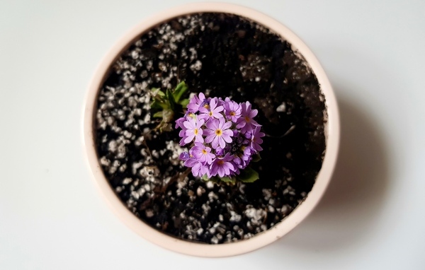 Фиолетовый цветок в горшке на сером фоне
