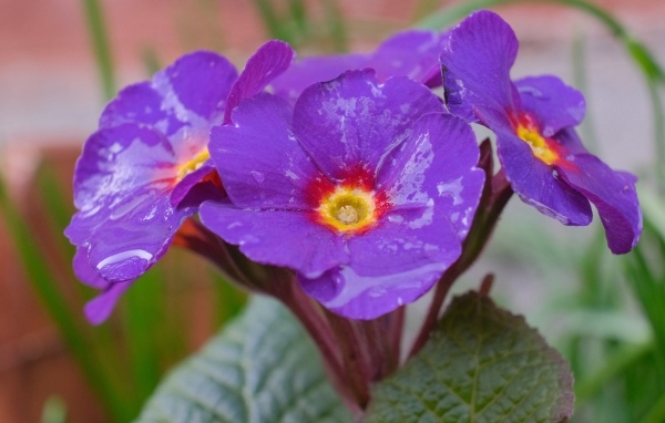 Фиолетовый комнатный цветок примула