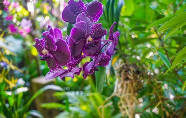 Фиолетовые цветы орхидеи в оранжереи