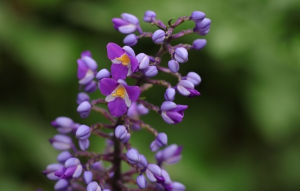 Фиолетовые маленькие цветы орхидеи крупным планом