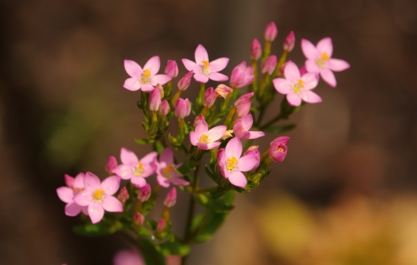 Настоящий розовый цветок к бутонами