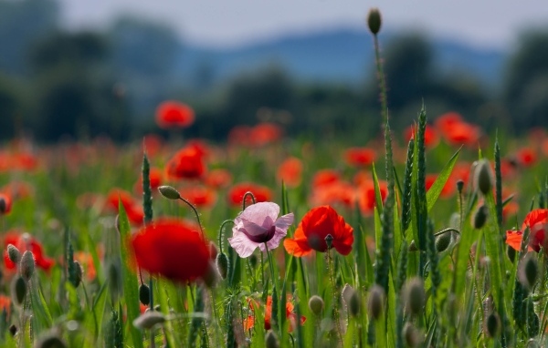Красные и розовые полевые маки с зелеными колосками