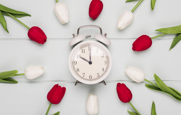 Красные и белые тюльпаны с будильником на сером столе