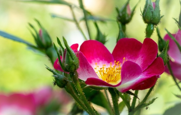 Красная бордюрная роза с бутонами