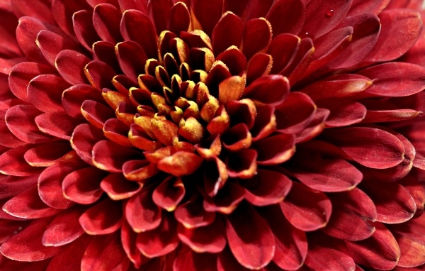 Красный цветок хризантемы вблизи