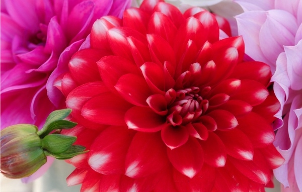 Красный цветок георгина с бутоном крупным планом