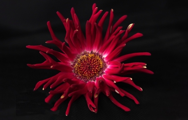 Красный цветок георгина с острыми лепестками на черном фоне