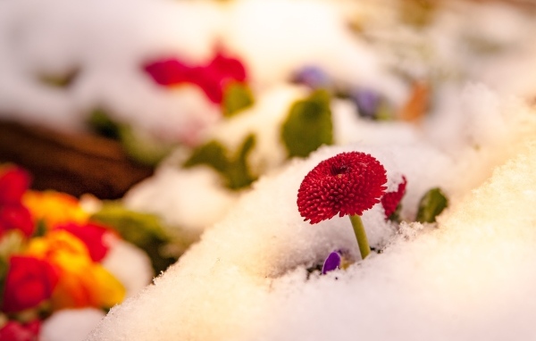 Красный цветок маргаритки под снегом