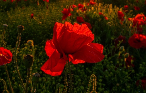 Красный полевой мак с хрупкими лепестками в лучах солнца