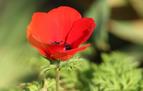 Красный садовый мак с черной серединкой