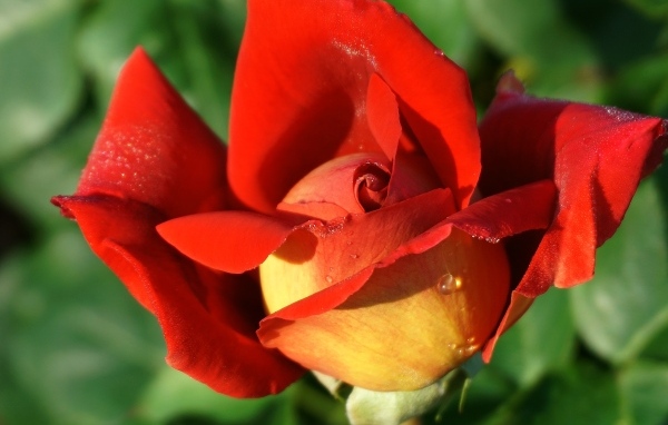 Красный цветок садовой розы крупным планом