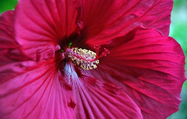 Красный гибискус крупным планом на зеленом фоне