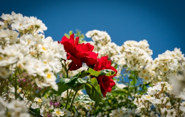 Красная парковая роза среди белых роз