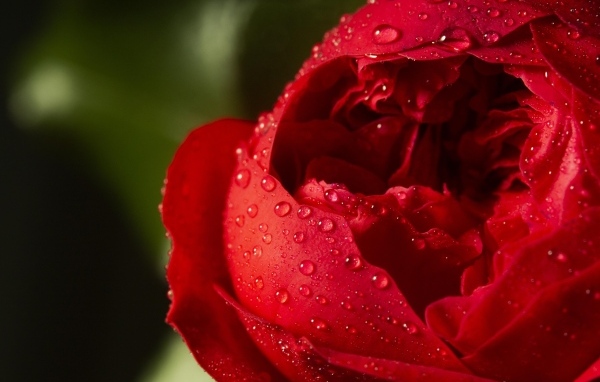 Красный цветок розы в каплях росы крупным планом